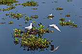 Kerala backwaters, travelling the neighborhood by public ferry service from  Alleppey to Kumbakonam. 